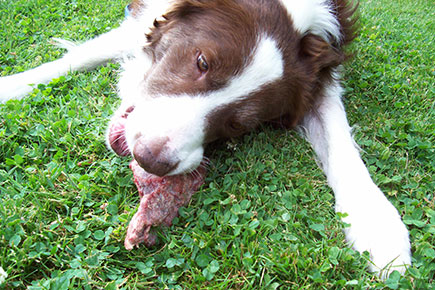 Order Raw Meaty Bones For Dogs