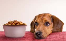Is kibble bad for dogs